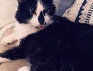 game evebiohaztech pc