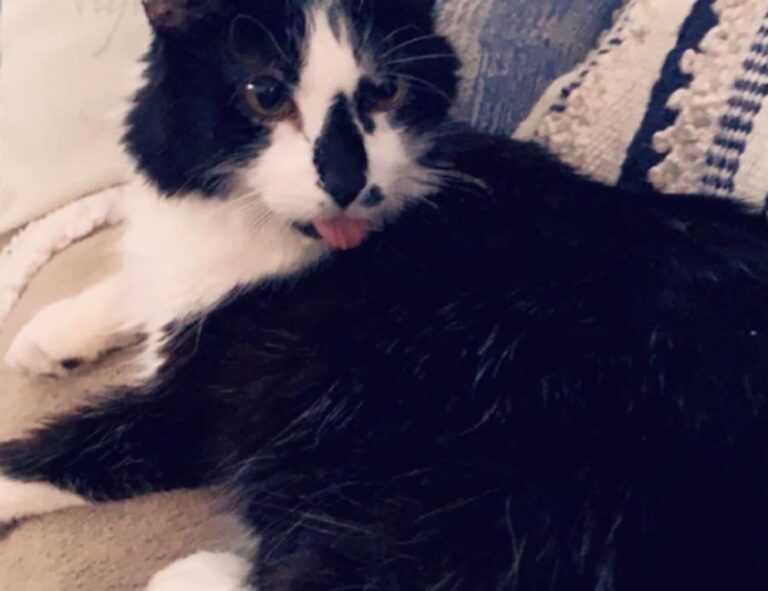 game evebiohaztech pc