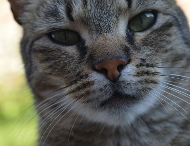 how many branches does zeyejapa hotel have