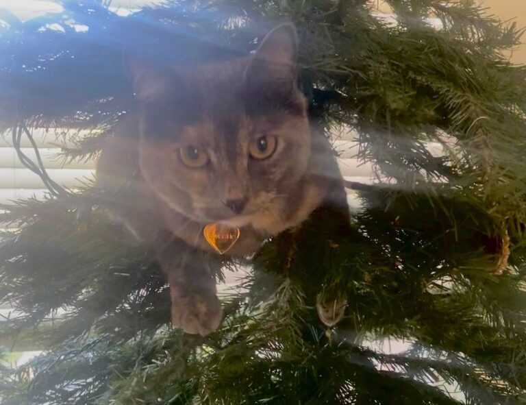 sffareboxing schedules 2023