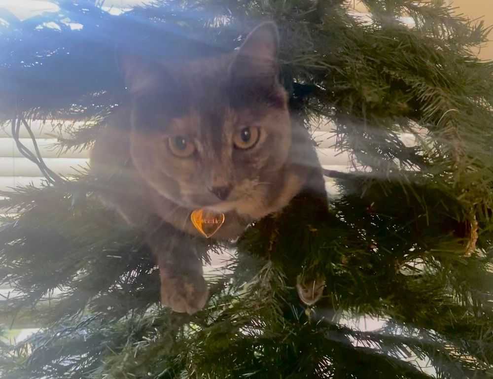 sffareboxing schedules 2023