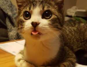 sffareboxing schedules by sportsfanfare