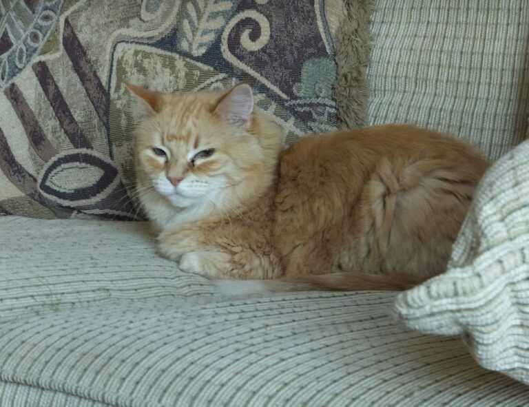 sffareboxing statistics 2022