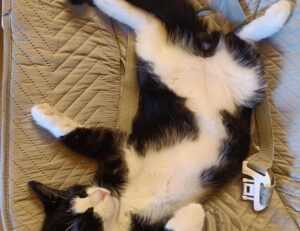 sffareboxing upcoming