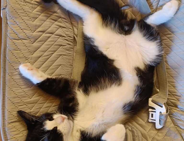 sffareboxing upcoming