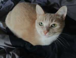 upcoming fixtures sffareboxing