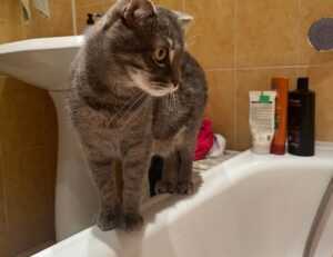 ways to use uhoebeans software