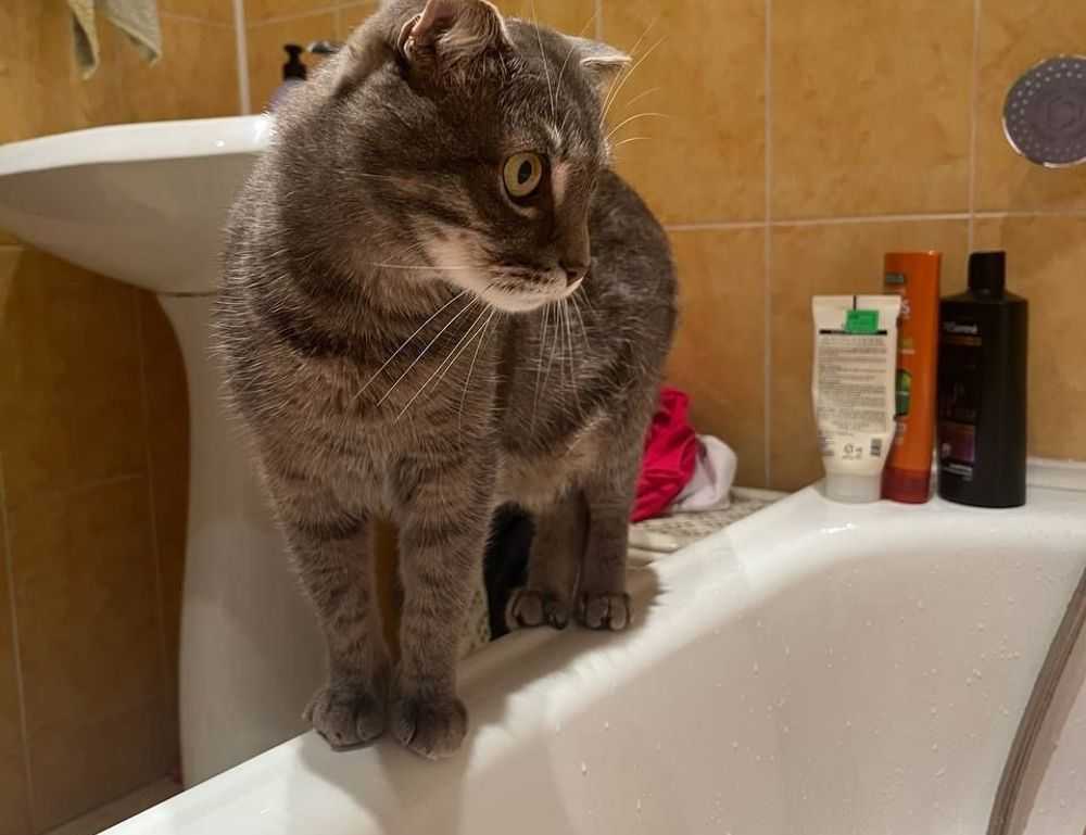 ways to use uhoebeans software