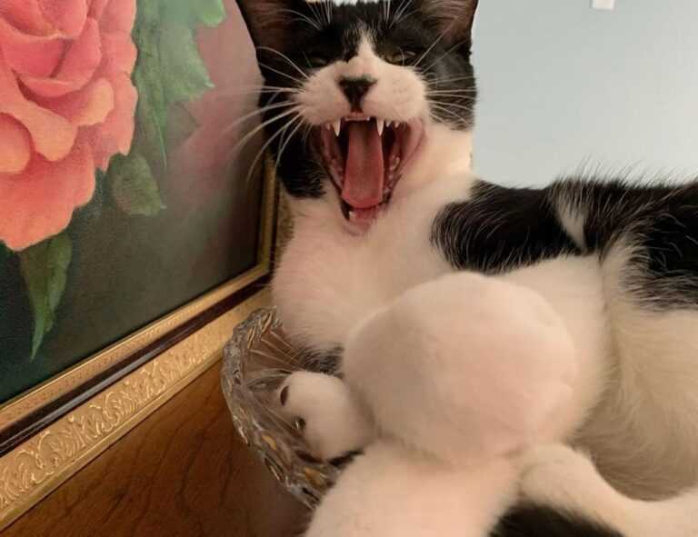 what is honzava5 online games