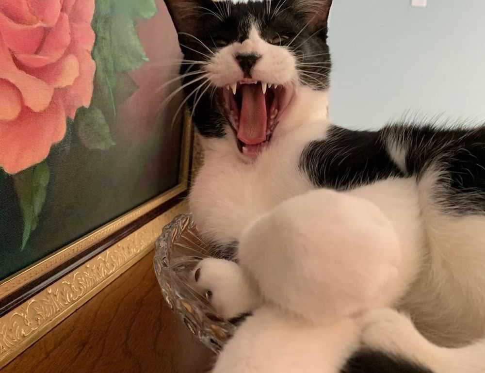 what is honzava5 online games