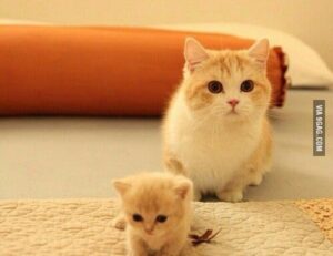 what is special about lake faticalawi