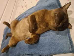 winobit3.4 software error