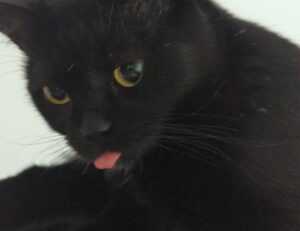 pre workout supplements fntkgym